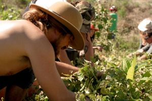 A person in a sun hat carefully tends to plants in a sunny garden.