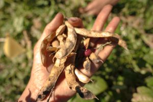 A hand holds dried brown bean pods harvested from a garden.