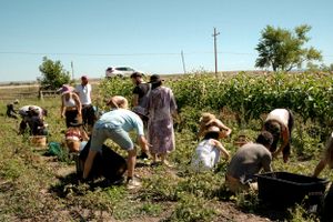 Group of people working together harvesting crops in a sunny field.
