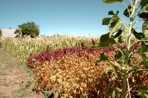 Garden rows with red and brown autumn foliage against blue sky.