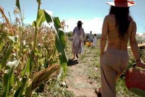People walking through tall corn stalks on a sunny farm day.