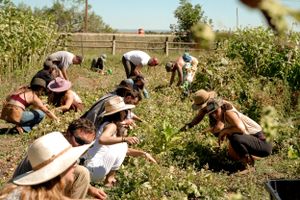 Large group working together to harvest vegetables in a sunny garden field.