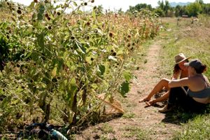 People taking a break while sitting along garden rows on a sunny day.