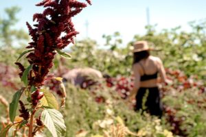 Close-up of deep red amaranth flowers with blurred figures working in garden background.