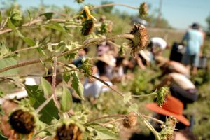 Garden plants in focus with blurred harvesting activity in background.