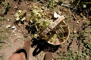 A woven basket filled with freshly harvested produce sits on dark soil among garden plants.