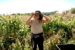 Person adjusting wide-brimmed hat while standing in cornfield.