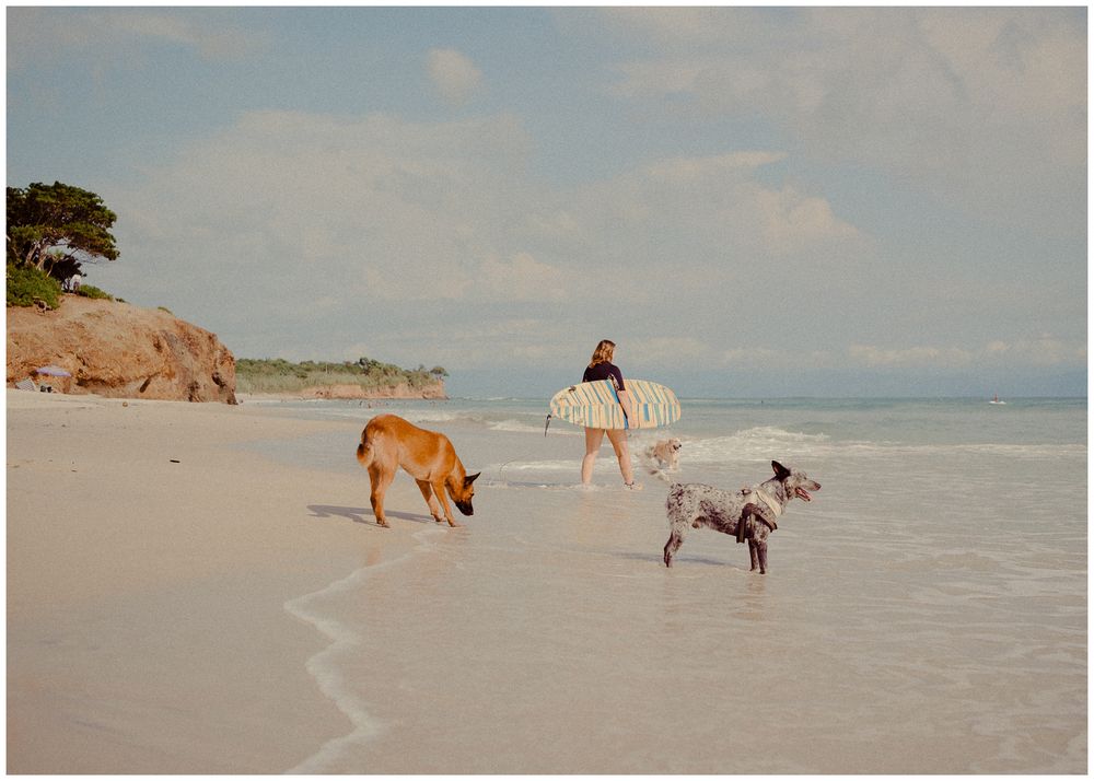 A person walking two dogs along a serene beach shoreline with cliffs and blue water in the background.