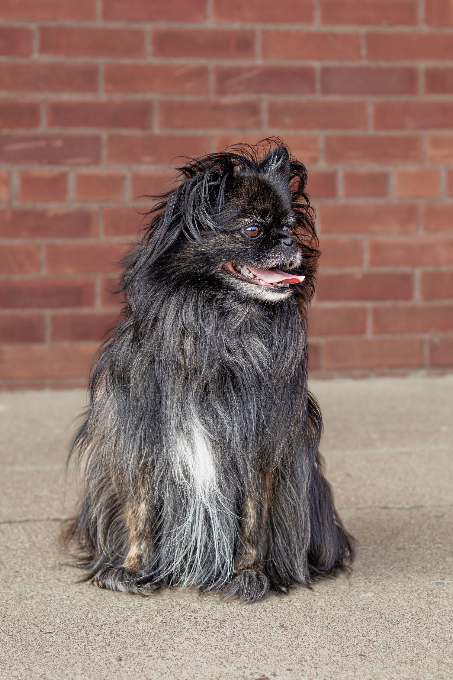 Fluffy long-haired black and gray dog sitting on pavement in front of a red brick wall.