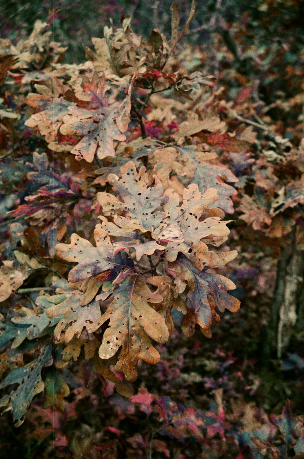 Close-up of autumn oak leaves showing rich brown and purple fall colors.
