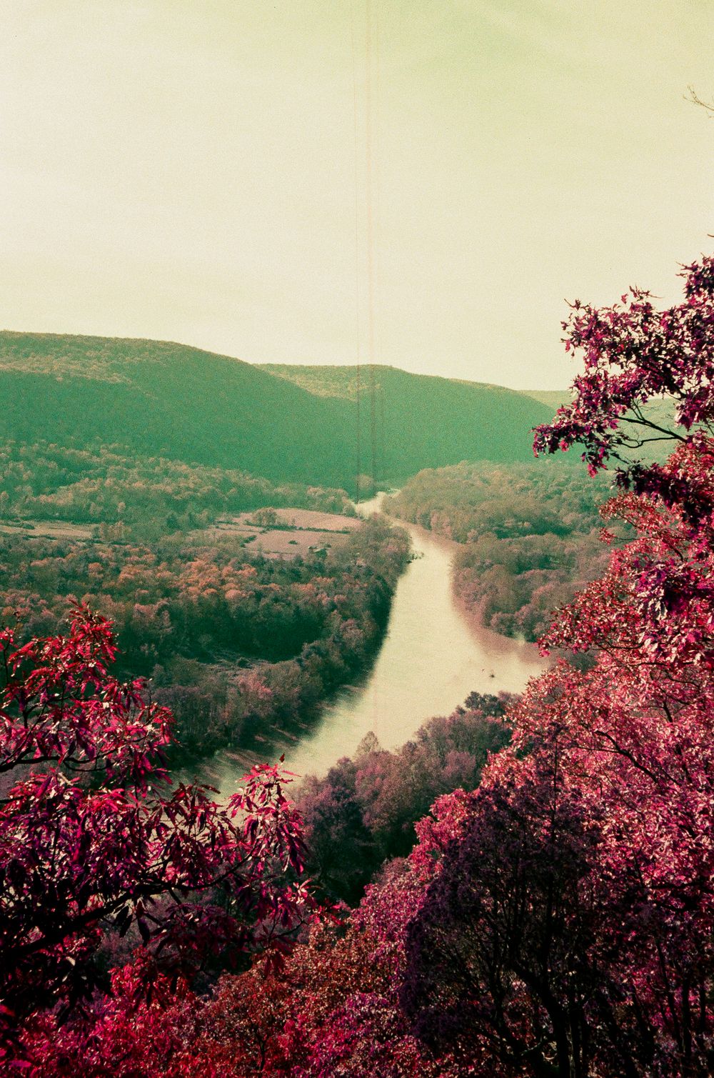 Pink cherry blossoms frame a winding river valley in vintage-tinted landscape photography.