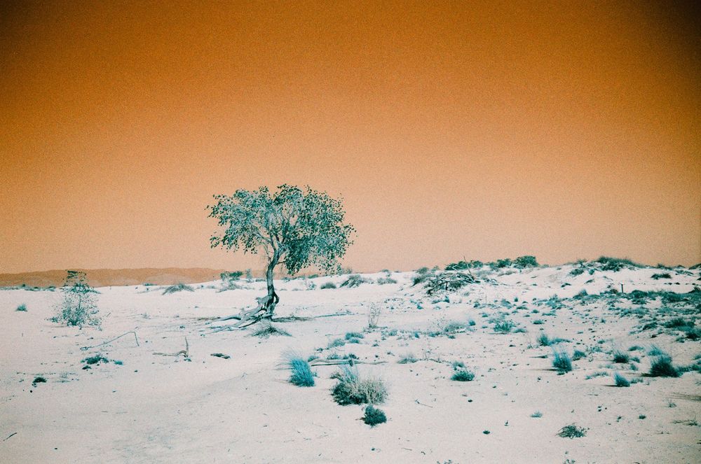 Surreal desert scene with turquoise-tinted tree against orange sky.