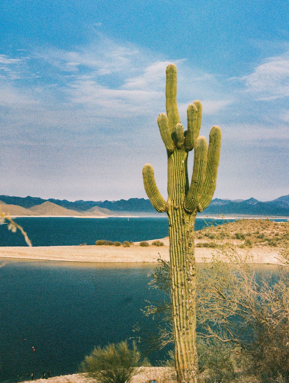 A large saguaro cactus stands beside a desert lake with mountains in the background.