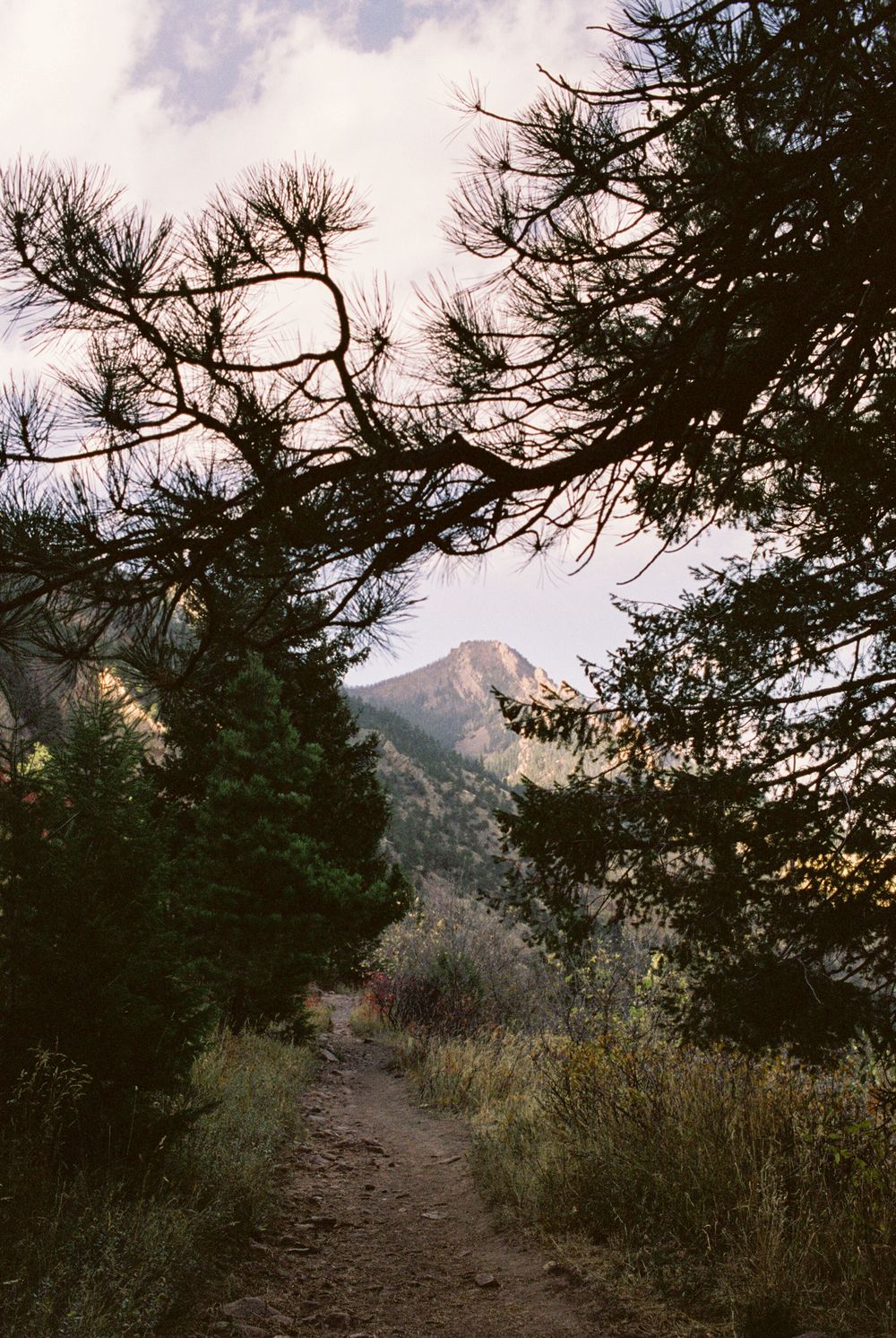 Hiking trail through pine trees leading to a mountain peak at sunset.