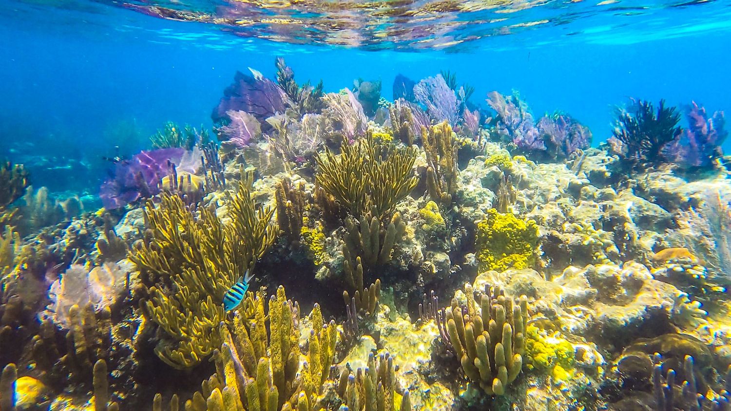 Diverse coral reef ecosystem in crystal clear blue water showcases colorful fish swimming among vibrant marine life. Underwater photography.