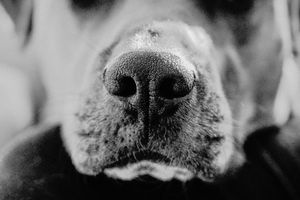 Extreme close-up black and white photo of a dog's wet nose.  Indoor Lifestyle Session Denton Texas