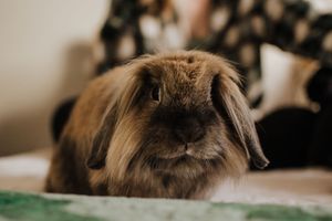 Close-up portrait of a brown lop-eared rabbit with fluffy fur.  Indoor Lifestyle Session Denton Texas