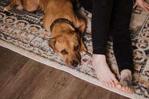 A brown dog resting on a patterned rug next to bare feet.  Indoor Lifestyle Session Denton Texas