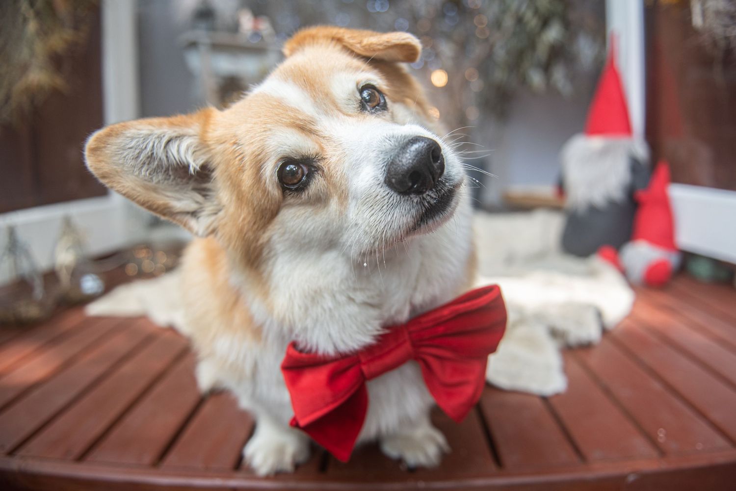 Small dog wearing red bowtie poses on wooden deck with festive holiday lighting.