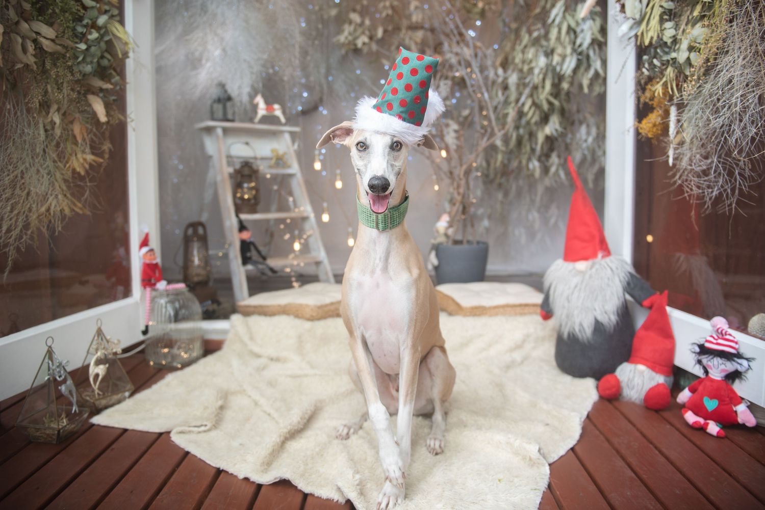 Multiple dogs posing with Christmas decorations and white snowy backdrop.