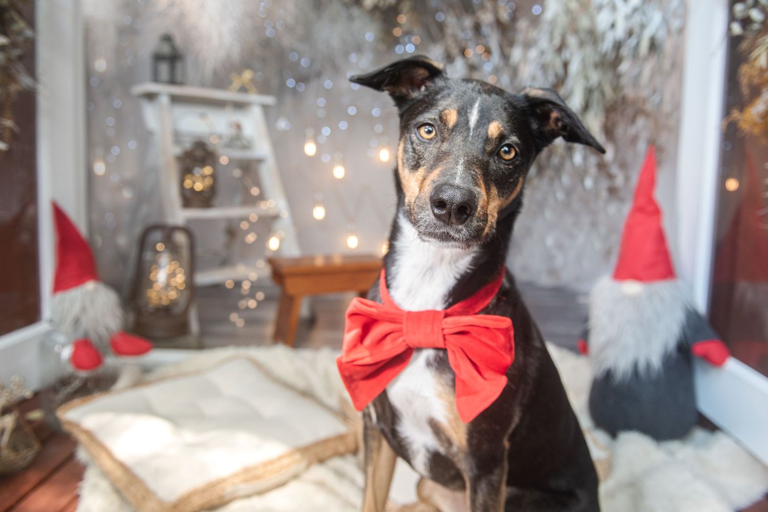 Mixed breed dogs wearing matching red bowties sit together for festive holiday portraits.
