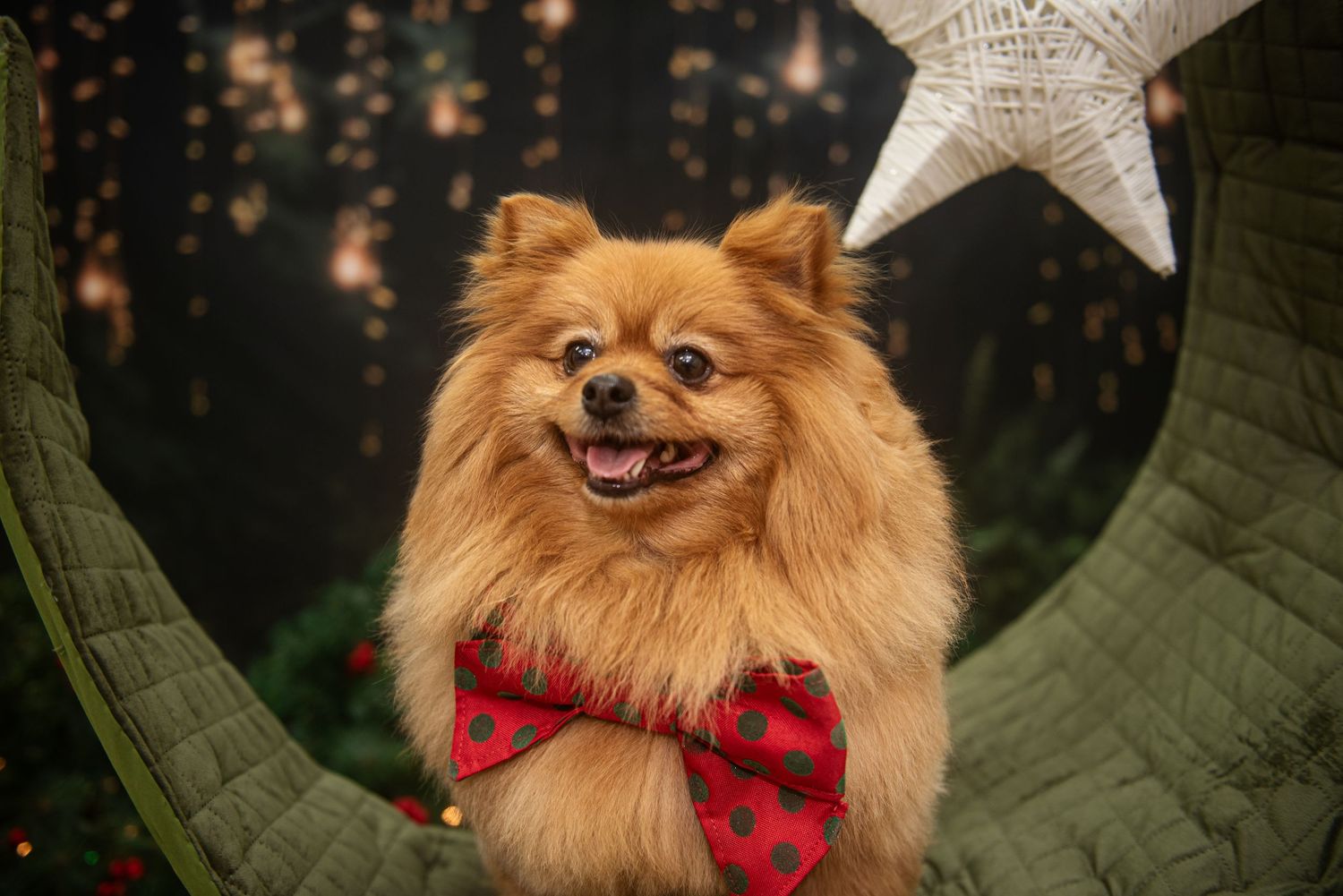 Pomeranian dog wearing red bow tie poses against dark background with holiday lights.