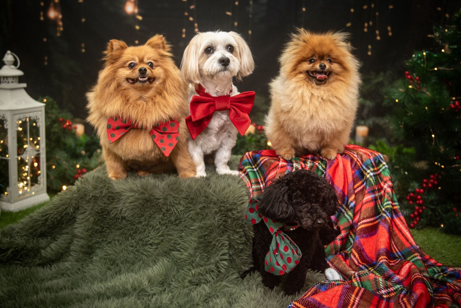 Group of small dogs including Pomeranians and mixed breeds wearing festive holiday attire on green couch.