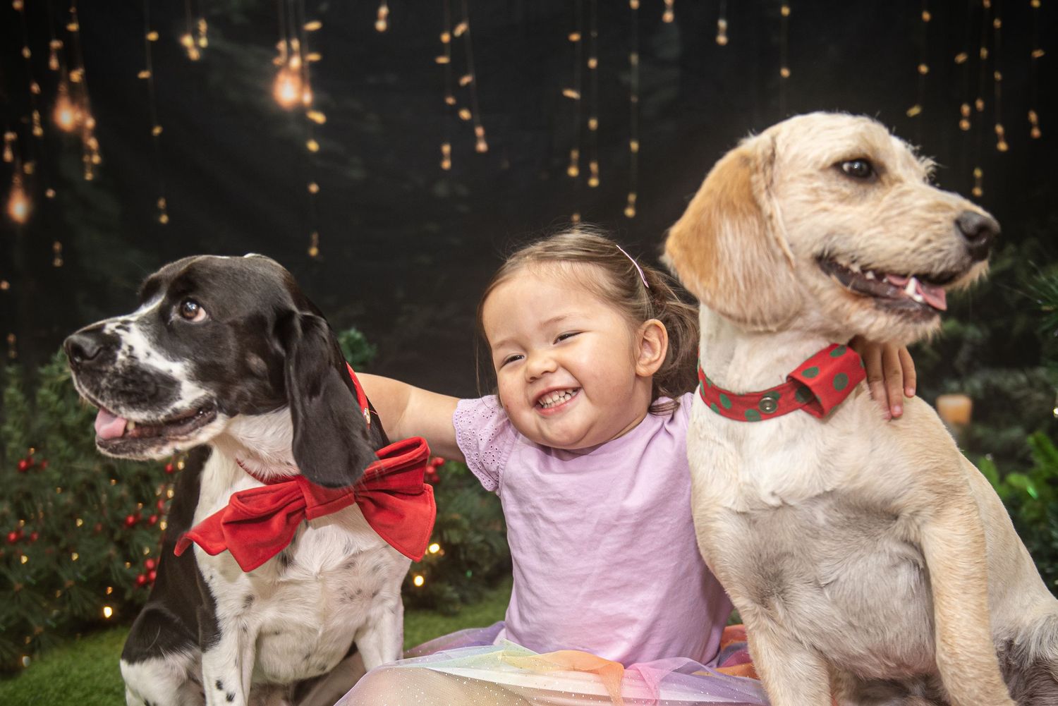 Dogs of different breeds wearing red bowties pose together with holiday lights and decorations.
