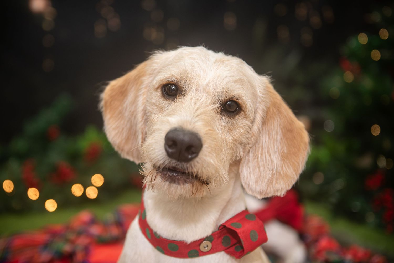 Fluffy white dog with curly fur poses in front of Christmas decorations and bokeh lights.