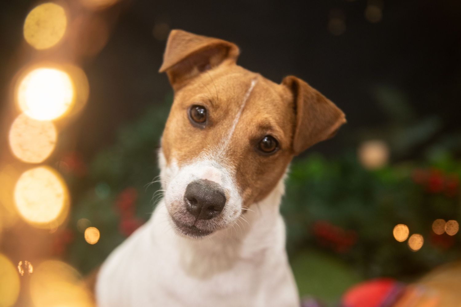 Jack Russell terrier dog looking festive with holiday bokeh lights in the background.