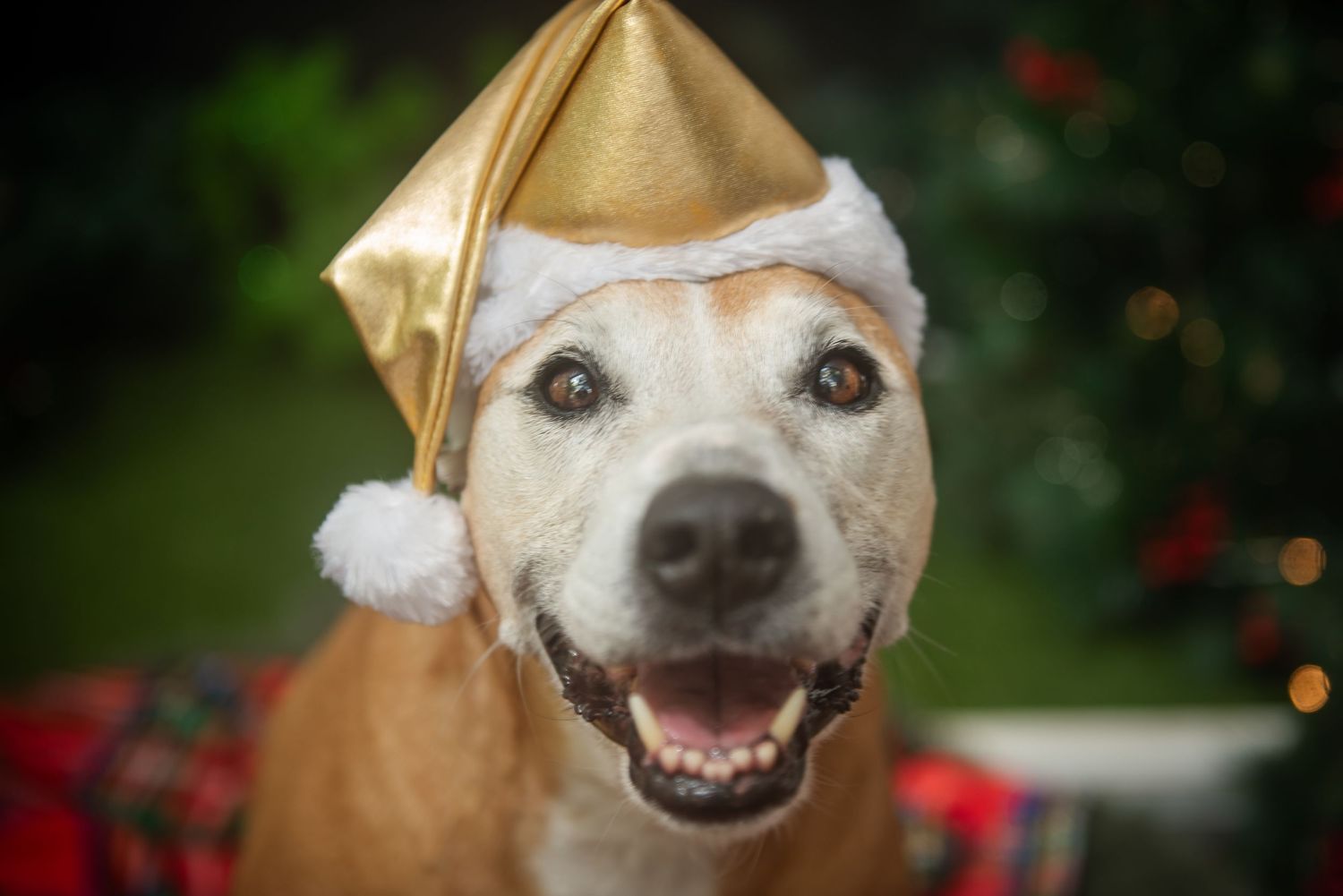 Corgi dog wearing a Christmas bow tie smiles at camera with festive lights in background.
