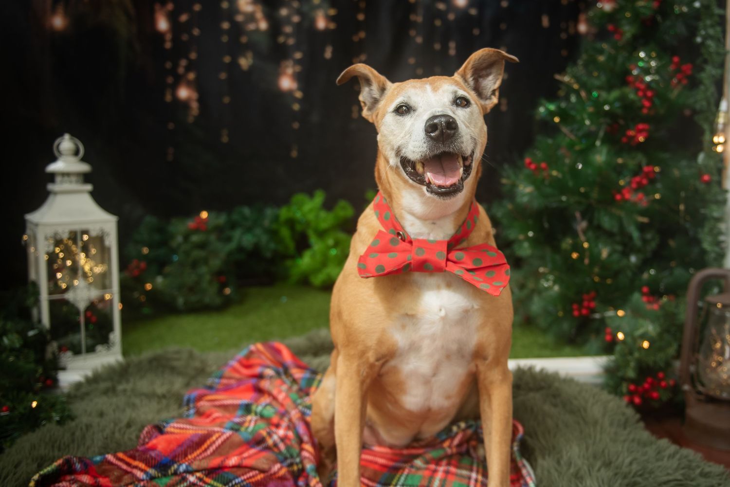 Small dog wearing red holiday attire poses in front of Christmas decorations and lights.