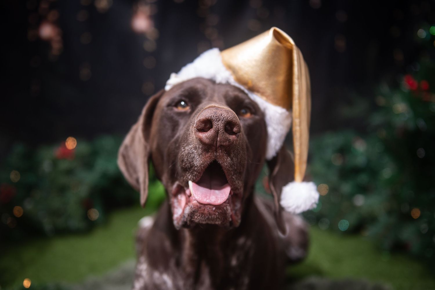 Brown dog wearing Santa hat looks up with festive bokeh lights in background.
