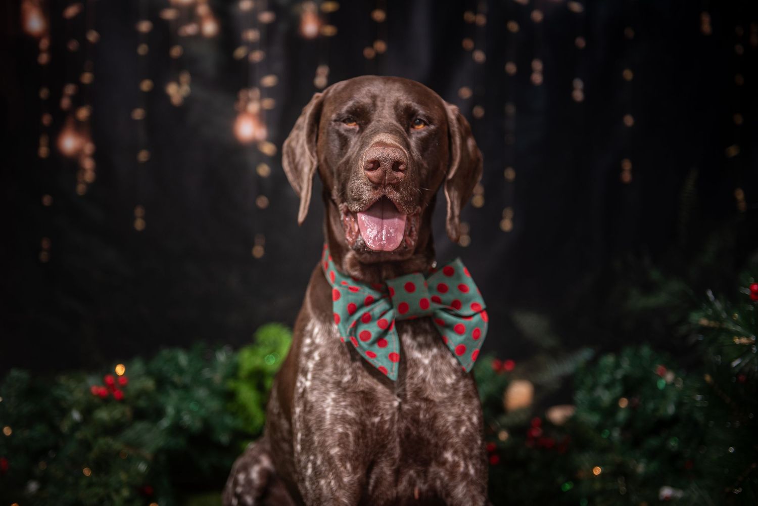 Chocolate brown dog poses with red bowtie against dark background with glowing holiday lights.