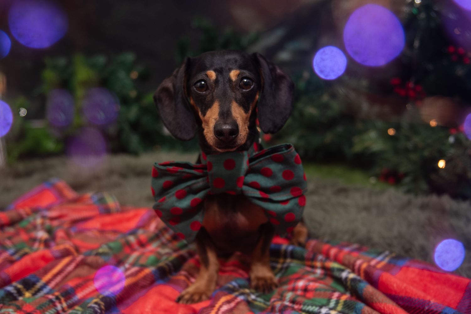 Dachshund dog on red blanket with purple bokeh lights in background.