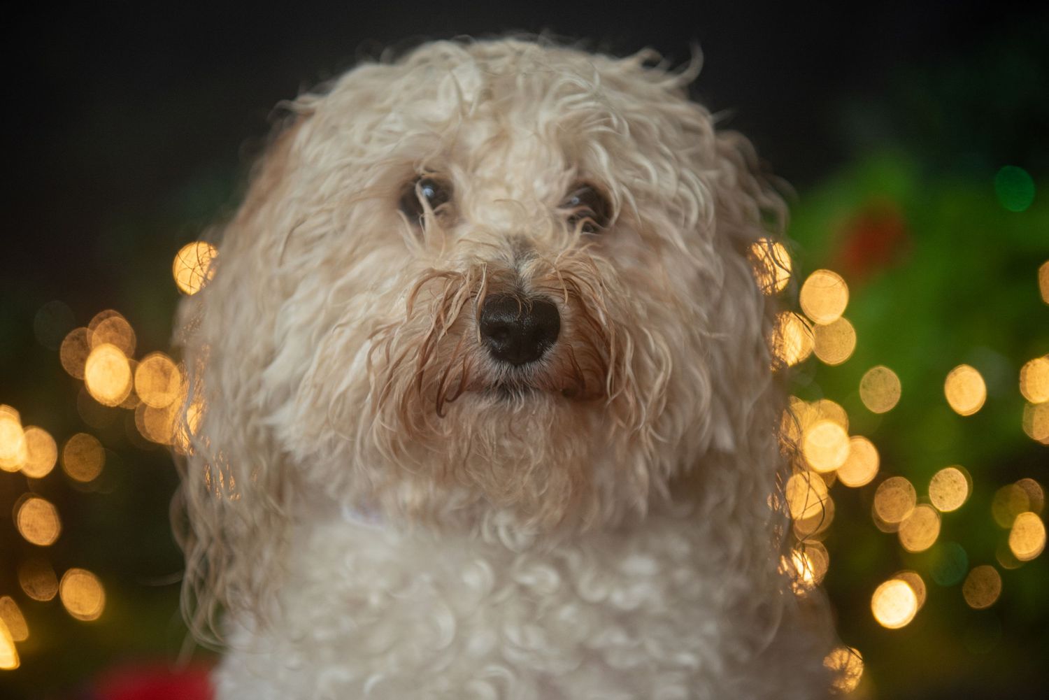 Close-up portrait of white fluffy dog with bokeh lights and Christmas decorations in background.