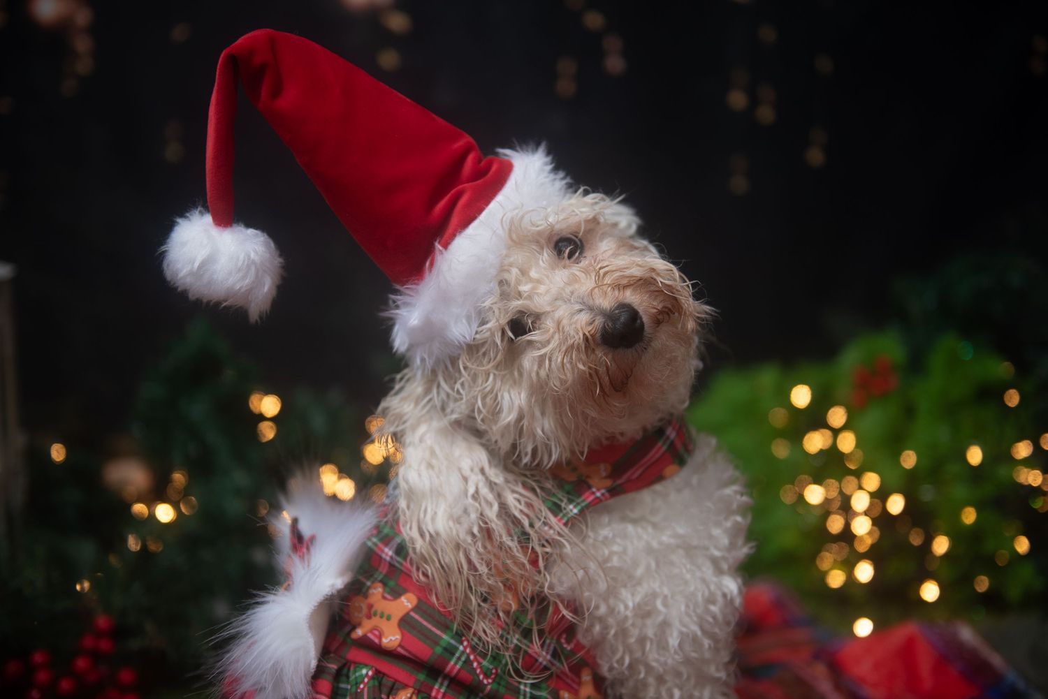 Dogs wearing Santa hats and holiday accessories pose with Christmas lights and decorations.