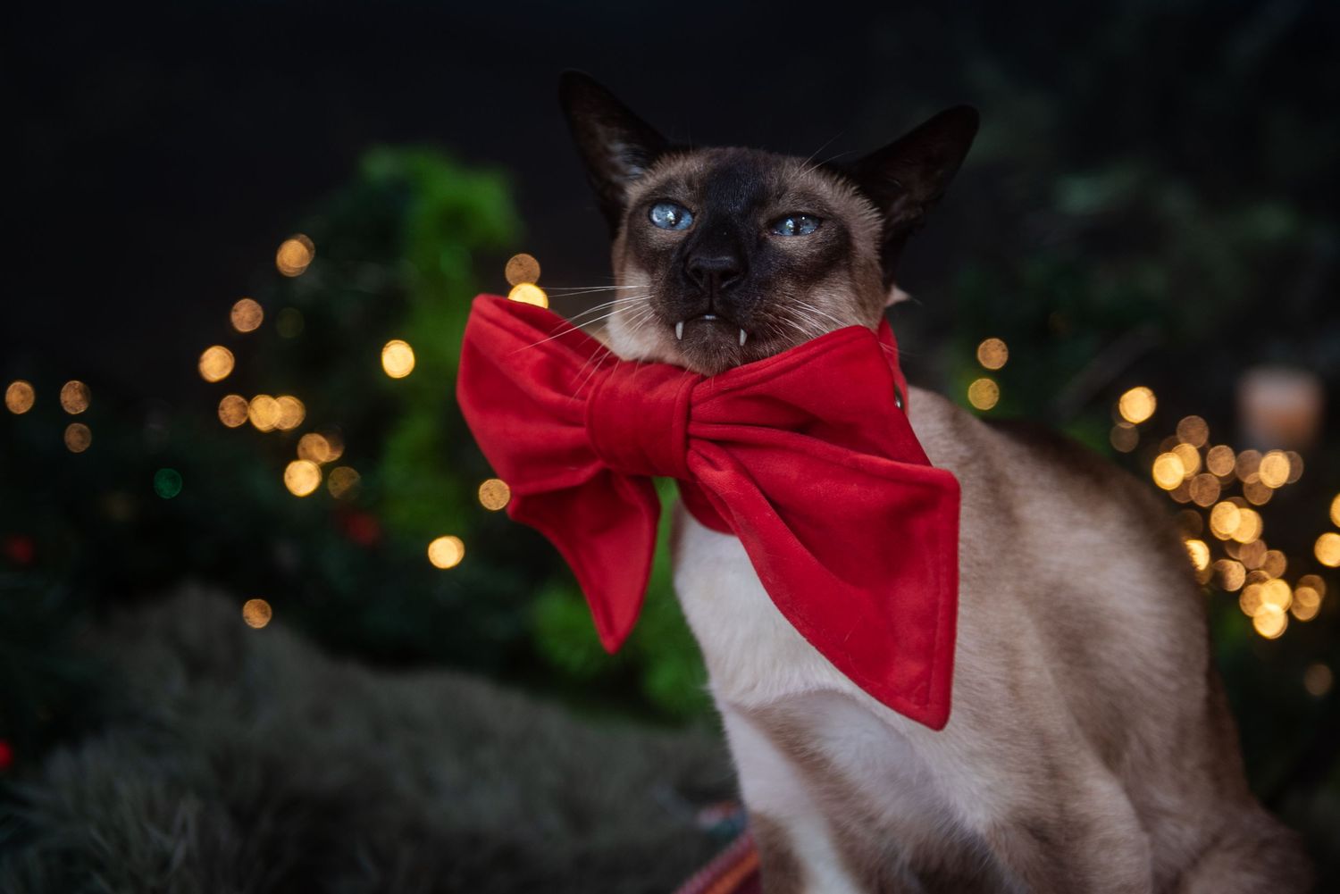 Chihuahua wearing red bow tie poses with Christmas lights in background.