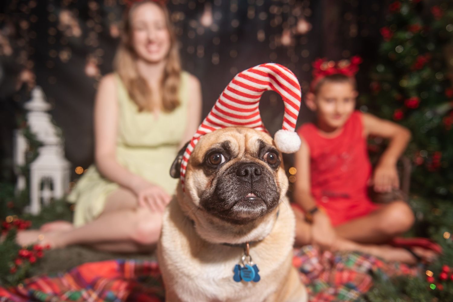 Pug dog wearing red and white striped holiday attire poses in front of Christmas decorations and bokeh lights.