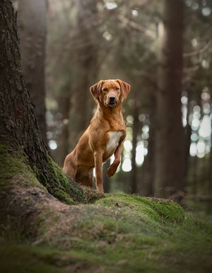 Fox Red Labrador Retriever bred for temperament and trainability
