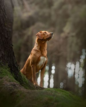 Fox Red Labrador Retriever puppy from health tested parents