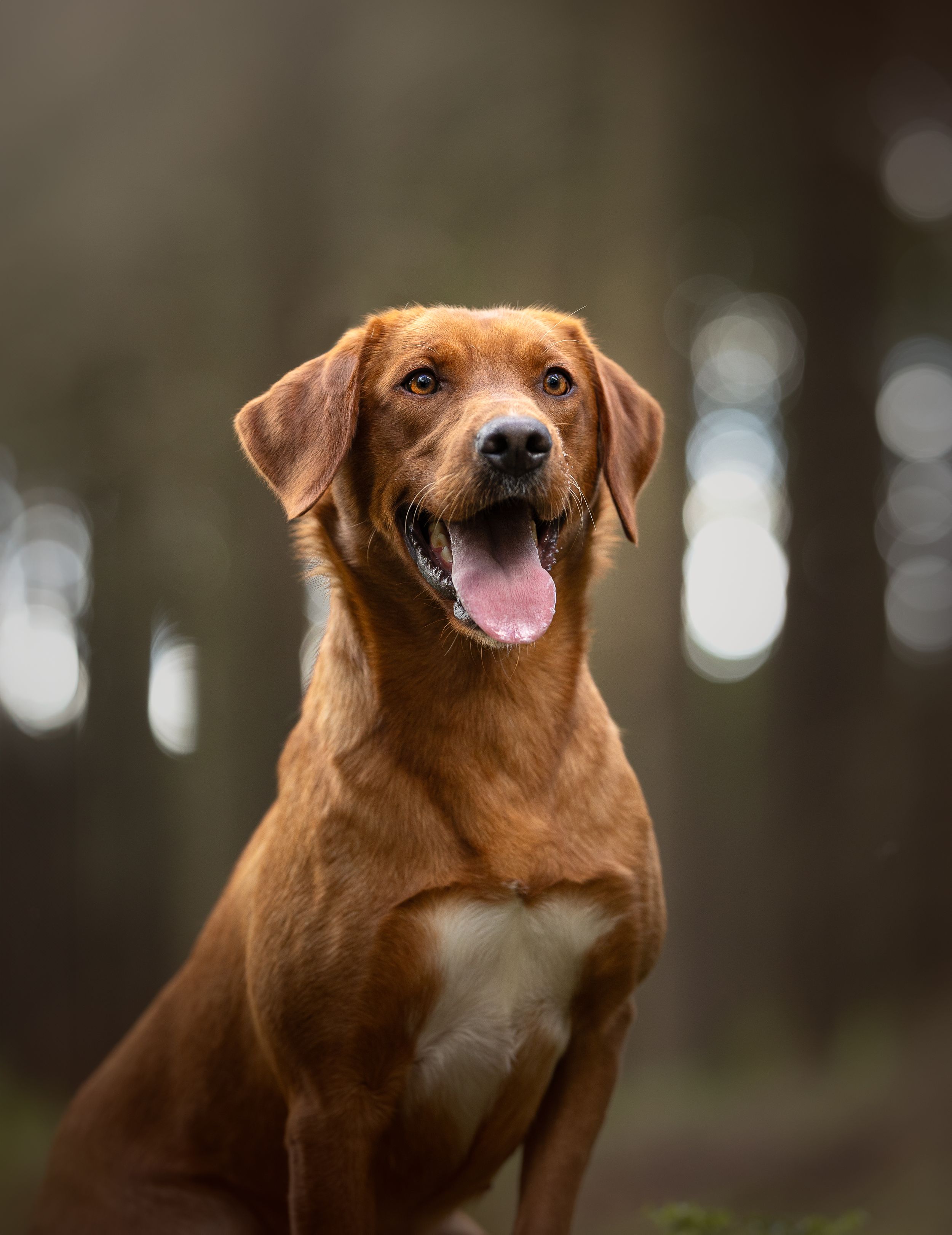 Fox Red Labrador Retriever suitable for family and active homes
