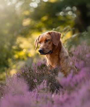 Health tested Fox Red Labrador Retriever with excellent temperament