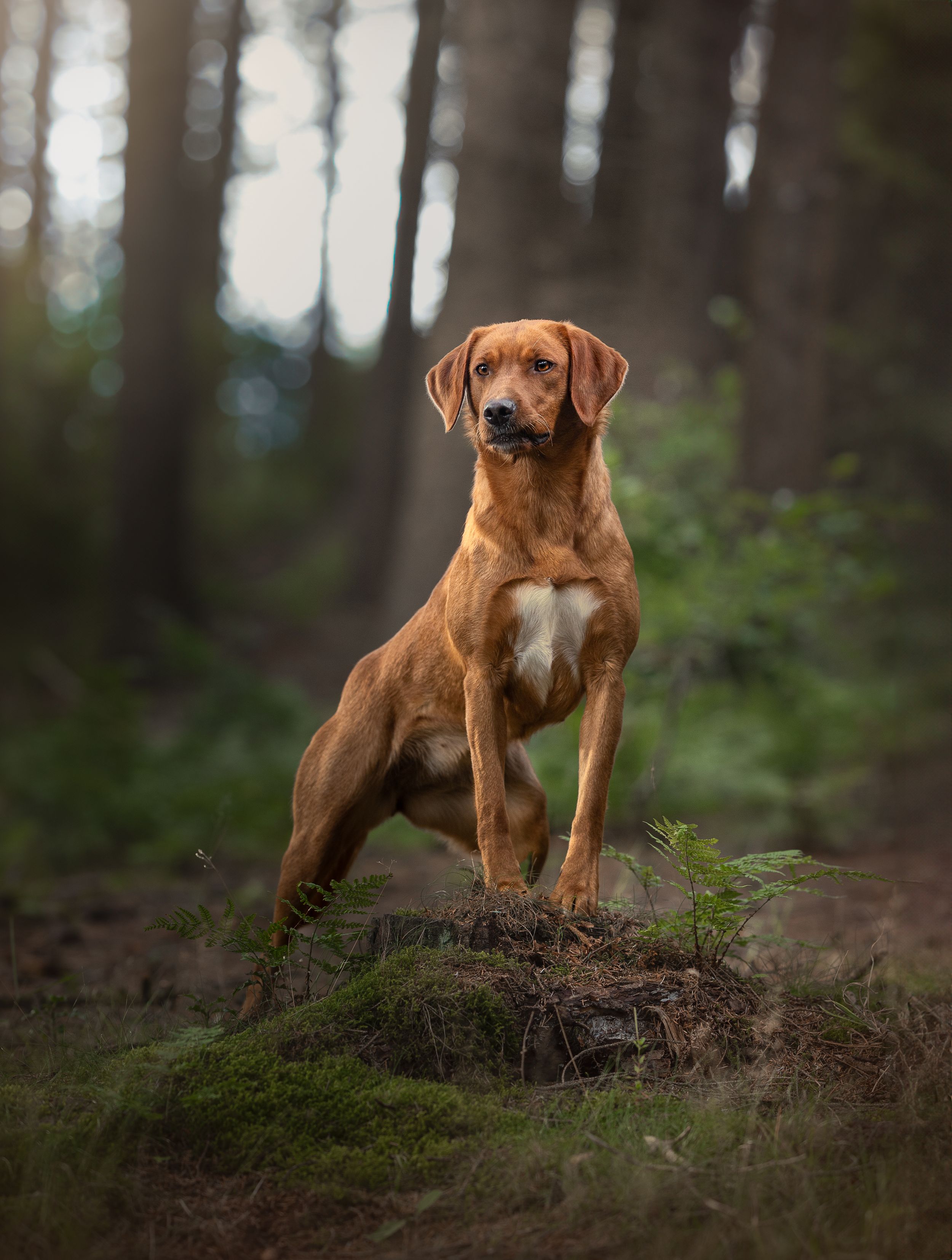 Working bred Fox Red Labrador Retriever female