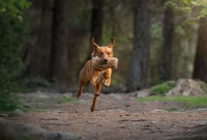 Fox Red Labrador Retriever from proven working lines
