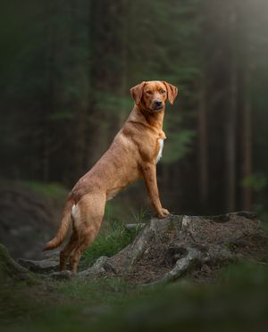 Health tested Fox Red Labrador Retriever female in Cheshire