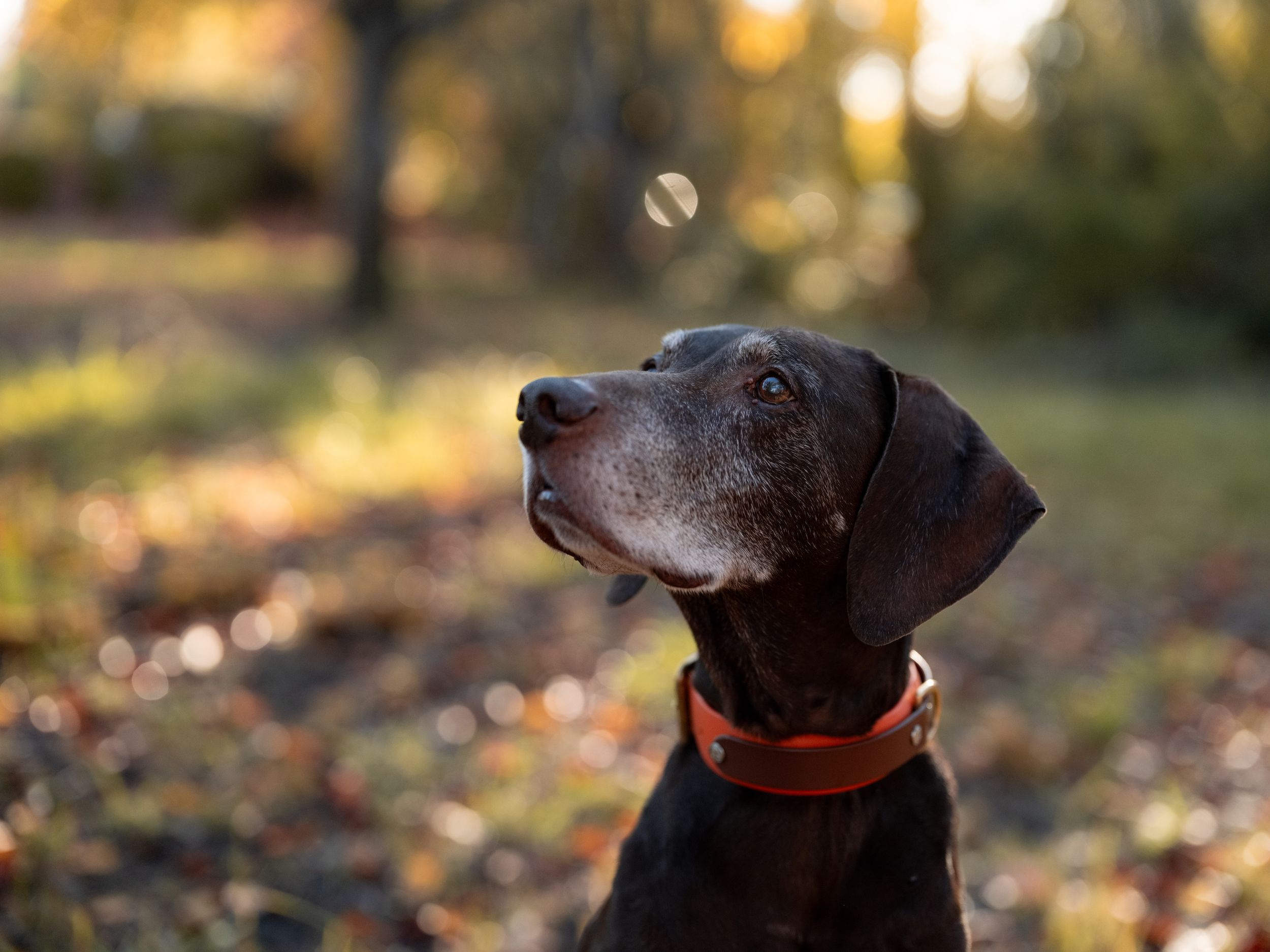 German shorthaired pointer dog with gray muzzle wearing red collar looks up against blurred autumn background.