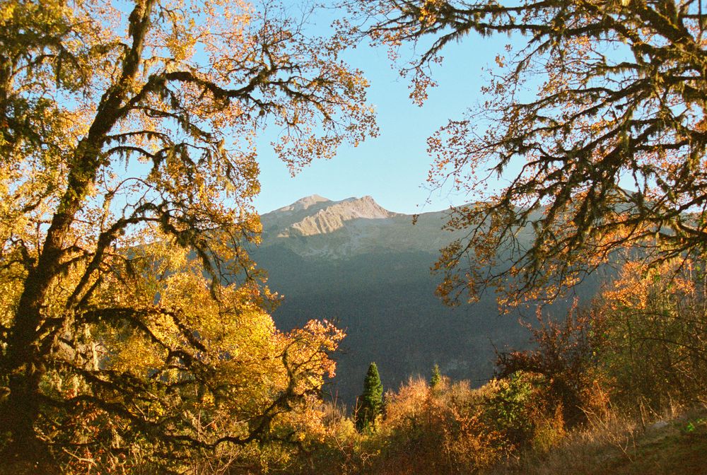 Autumn forest framing rugged mountain peaks