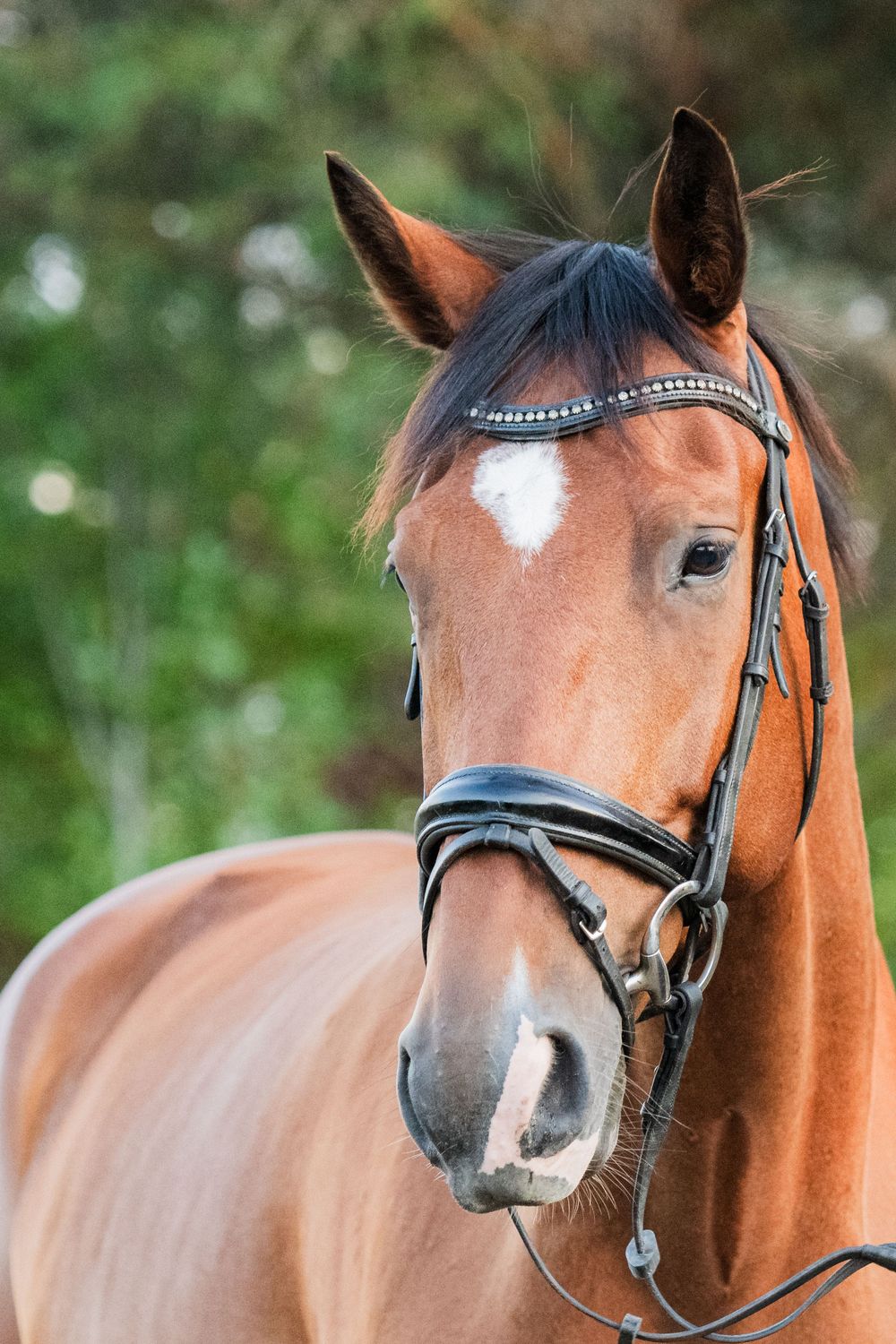 Bay warmblood dressage horse portrait photo