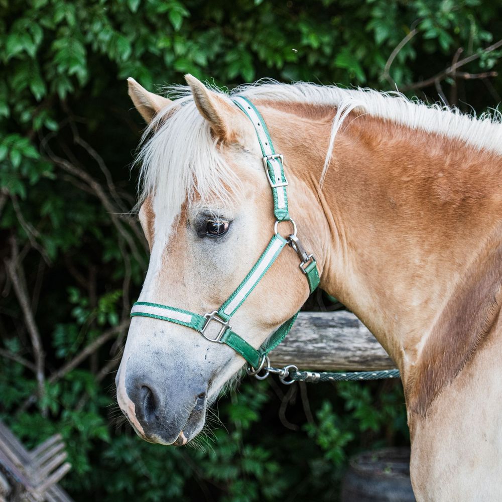 Haflinger pony portrait